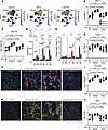 Syk-dependent pathways in AKI-to-CKD transition.