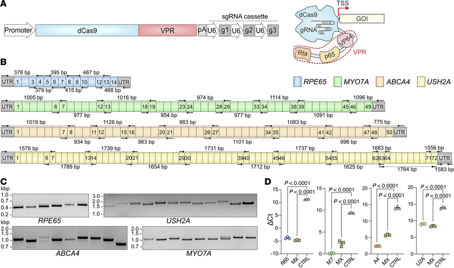 Transcriptional activation of IRD genes in transfected HEK293T.
(A) Sche...