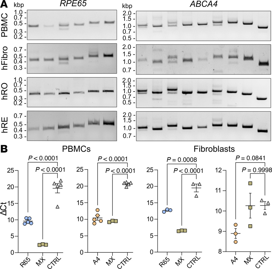 RT-(q)PCR analyses of transcriptionally activated genes in human PBMCs a...
