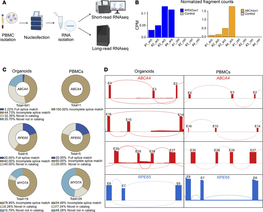 Short- and long-read RNA-Seq of transcriptionally activated PBMCs.
(A) W...