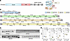 Transcriptional activation of IRD genes in transfected HEK293T.