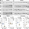 RT-(q)PCR analyses of transcriptionally activated genes in human PBMCs and