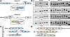 RPE65 and ABCA4 transcript analysis in patient samples.