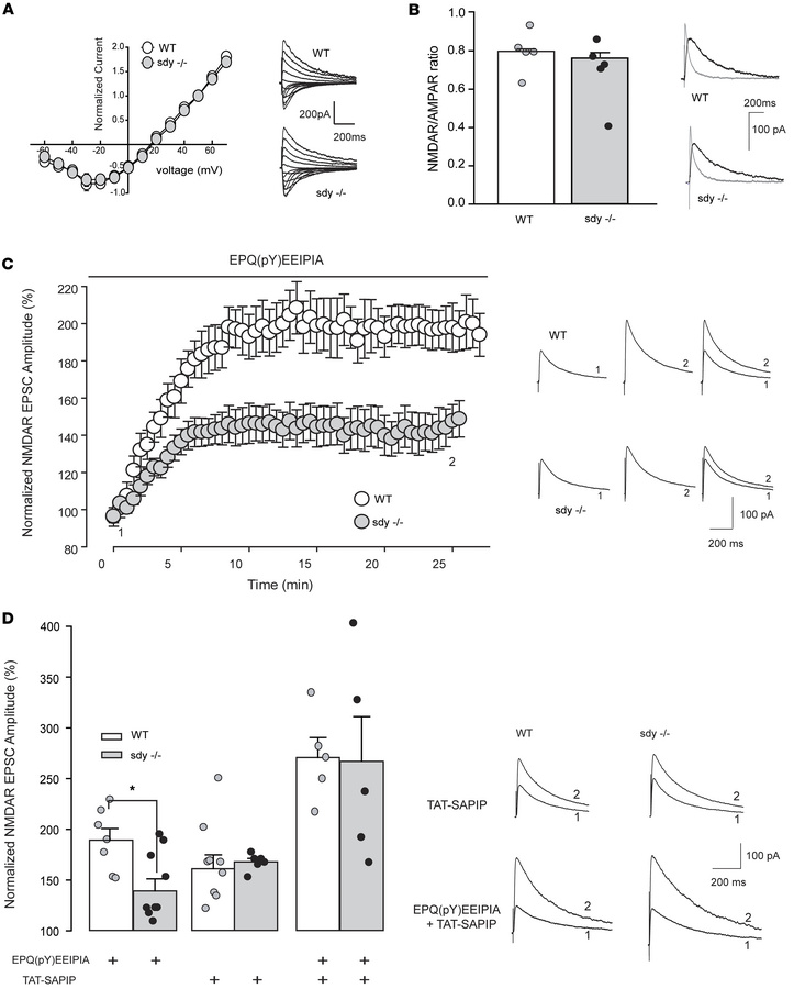 SAPIP rescues NMDAR hypofunction in Sdy–/– mice.
(A) Scatter plot with r...