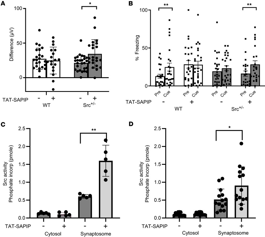 TAT-SAPIP rescues deficits in auditory event–related potentials and TFC ...
