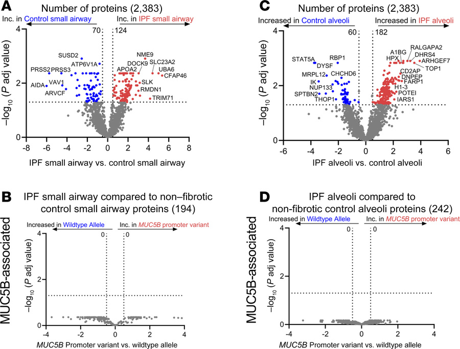 The unaffected epithelia (airway and alveoli) of IPF are abnormal.
(A an...