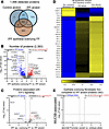 IPF epithelia overlying the fibroblastic foci (FF) are defined by cell stre