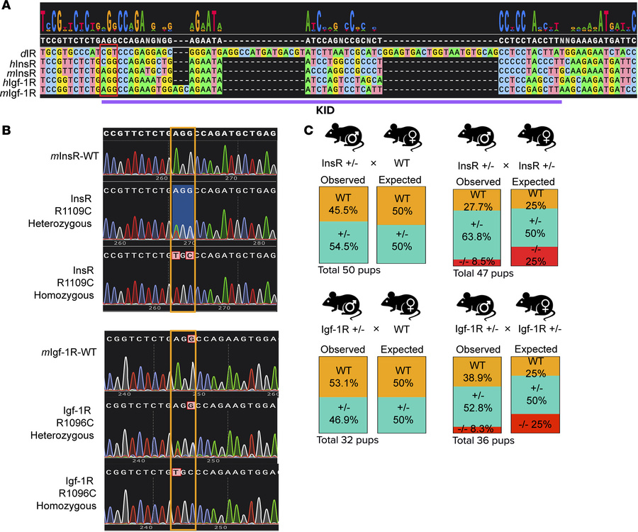 Knock-in mouse strains carrying the homologous dInRKID Arg/Cys substitut...