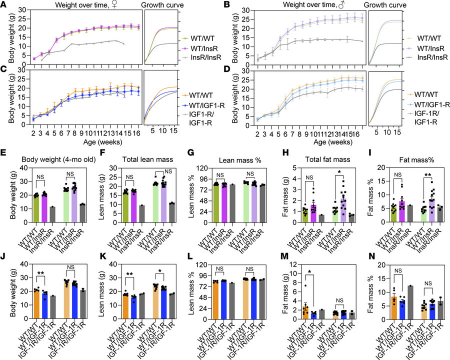 Effect of InsRR1109C and IGF-1RR1096C substitutions on growth rate.
(A–D...