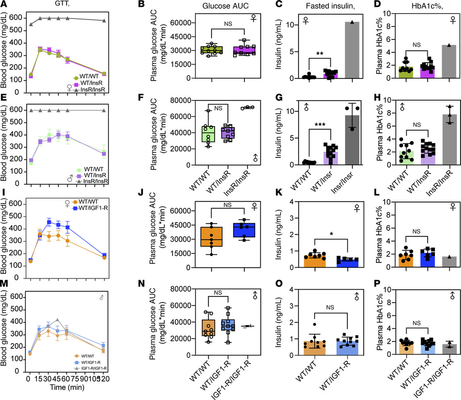 Glycated hemoglobin in InsRR1109C and IGF-1RR1096C heterozygous mice.
(A...