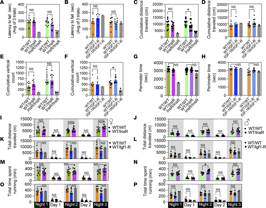 Neuromuscular function in InsRR1109C and IGF-1RR1096C heterozygous mice....
