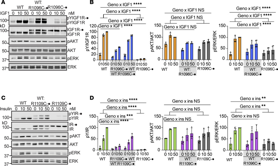Receptor function in transfected 293FT cells with IGF-1R WT:R1096C heter...