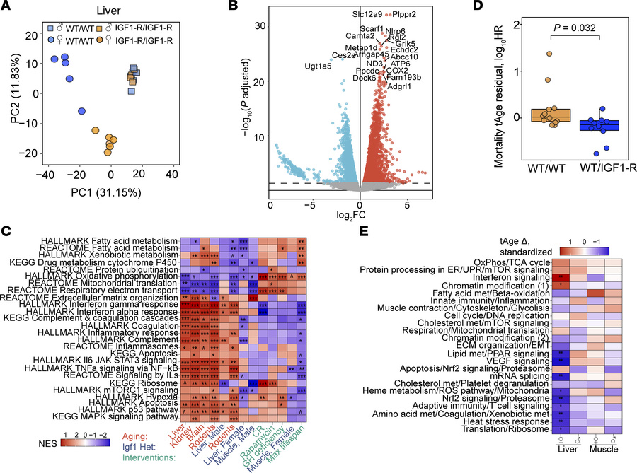 Transcriptome-estimated biological age in liver of female IGF-1RR1096C h...