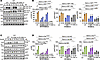 Receptor function in transfected 293FT cells with IGF-1R WT:R1096C heterodi