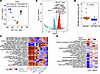 Transcriptome-estimated biological age in liver of female IGF-1RR1096C hete