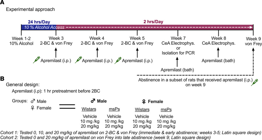 Timeline of apremilast testing on 2-BC alcohol drinking, mechanical allo...