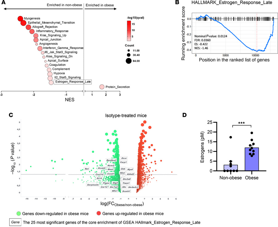 Obesity modulates estrogen signaling at the tumor site.
Male C57BL/6 mic...