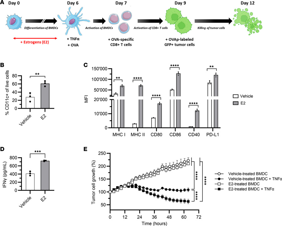 17β-Estradiol increases the antitumor immune response by stimulating ant...