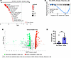 Obesity modulates estrogen signaling at the tumor site.
