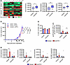 Inhibition of 17β-estradiol synthesis in obese males reduces the efficacy o