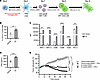 17β-Estradiol increases the antitumor immune response by stimulating antige