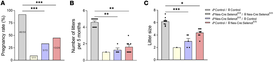 Fertility assessment of brain SELENOT–deficient mice.
(A) Pregnancy rate...