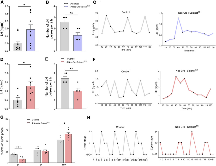 LH circulating levels and estrous cyclicity in brain SELENOT–deficient m...