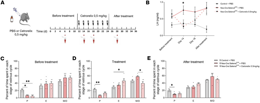 Treatment with a GnRH antagonist restored the neuroendocrine phenotype o...