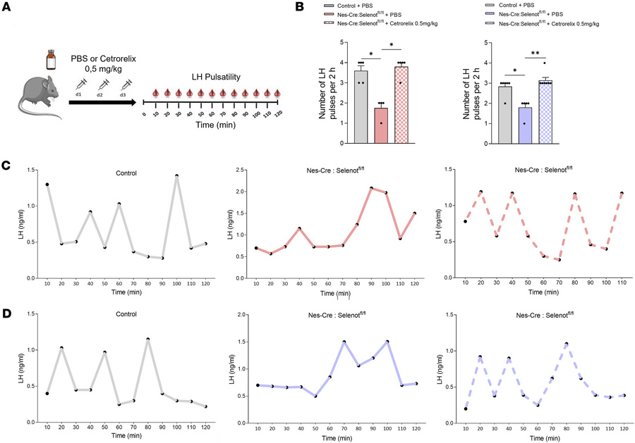 Treatment of male and female brain SELENOT–deficient mice with a GnRH an...