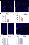 Analysis of the expression of kisspeptin mRNA by RNAScope in situ hybridiza