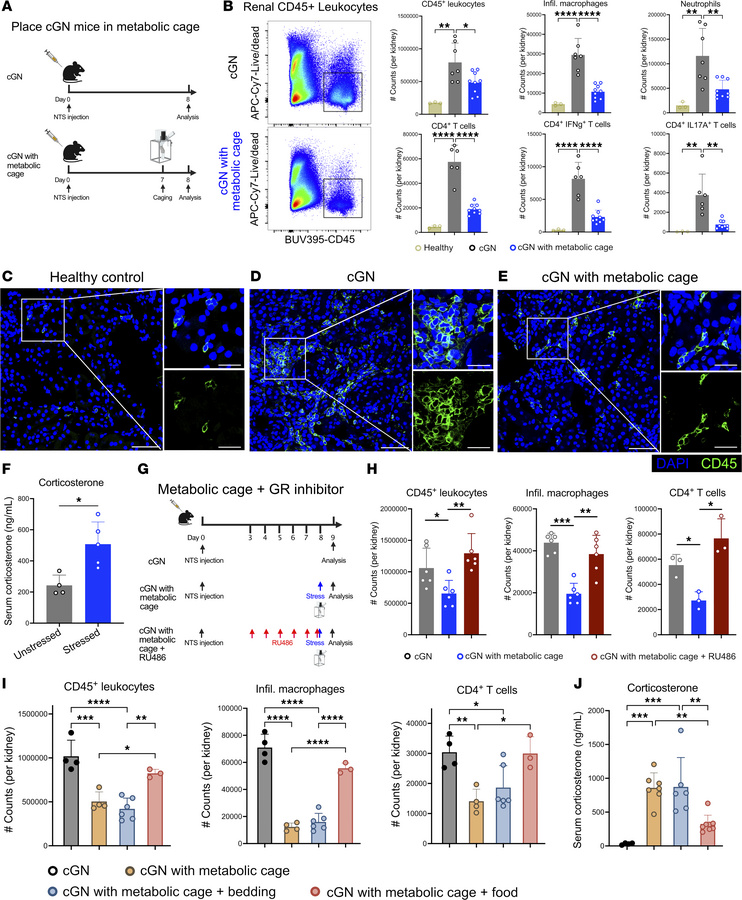 Metabolic cages suppress renal inflammation during experimental cGN.
(A)...