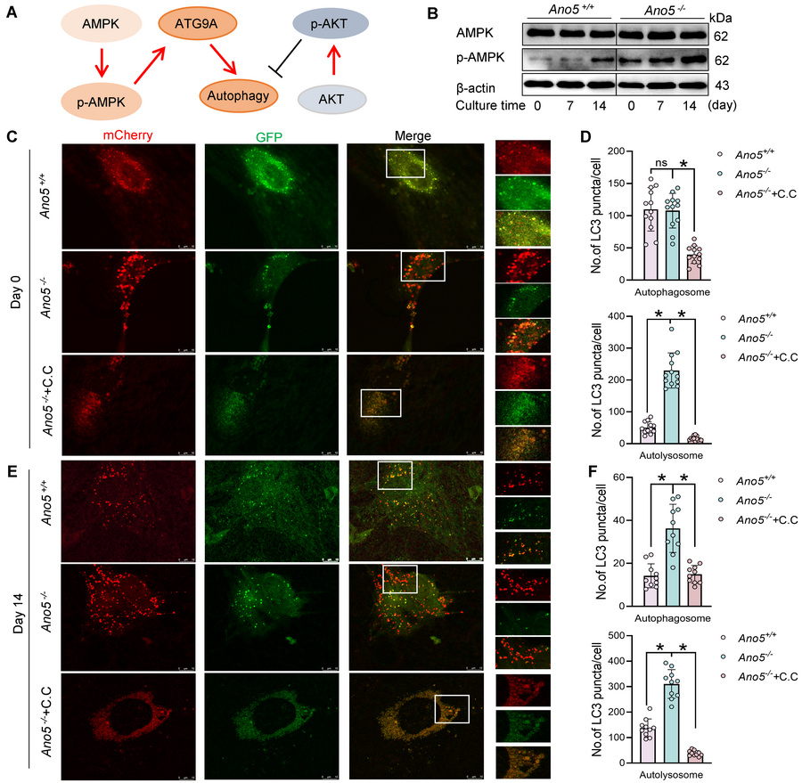 AMPK regulates osteogenic function and is positioned upstream of ATG9A.
...