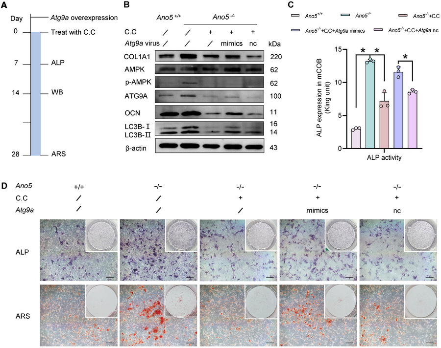
Ano5 deficiency promotes osteogenesis in mCOBs via the AMPK/ATG9A pathw...
