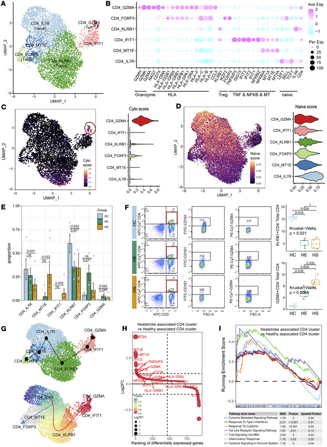 Characterization of HS-associated CD4+ T cells with cytotoxic effector f...