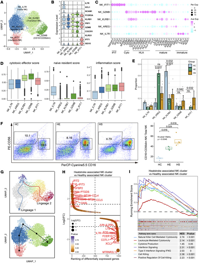 Characterization of HS-associated NK cells with cytotoxic effector featu...