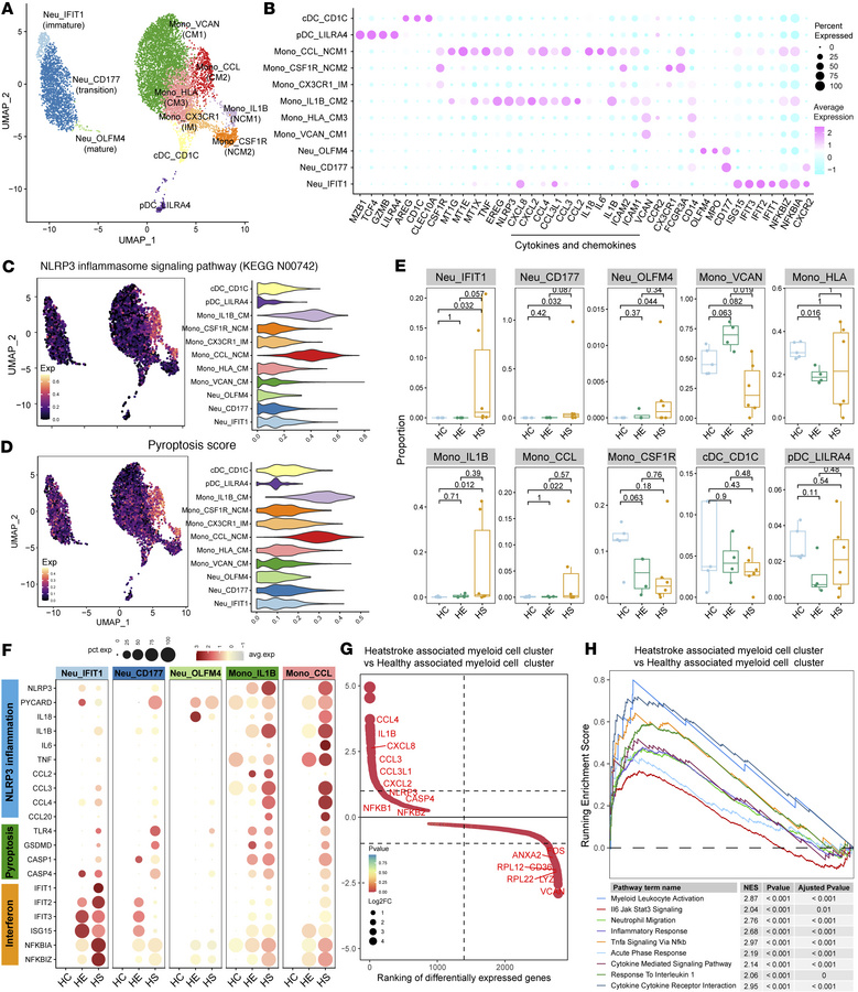 Characterization of HS-associated myeloid cells with prominent inflammas...