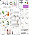 Global analysis of immune cell populations in PBMCs from patients with HS.
