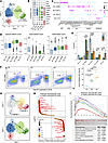 Characterization of HS-associated NK cells with cytotoxic effector features