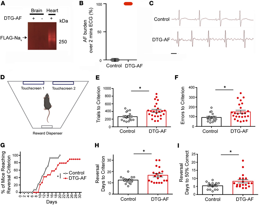 Impaired visual learning and cognitive flexibility in DTG-AF mice.
(A) T...