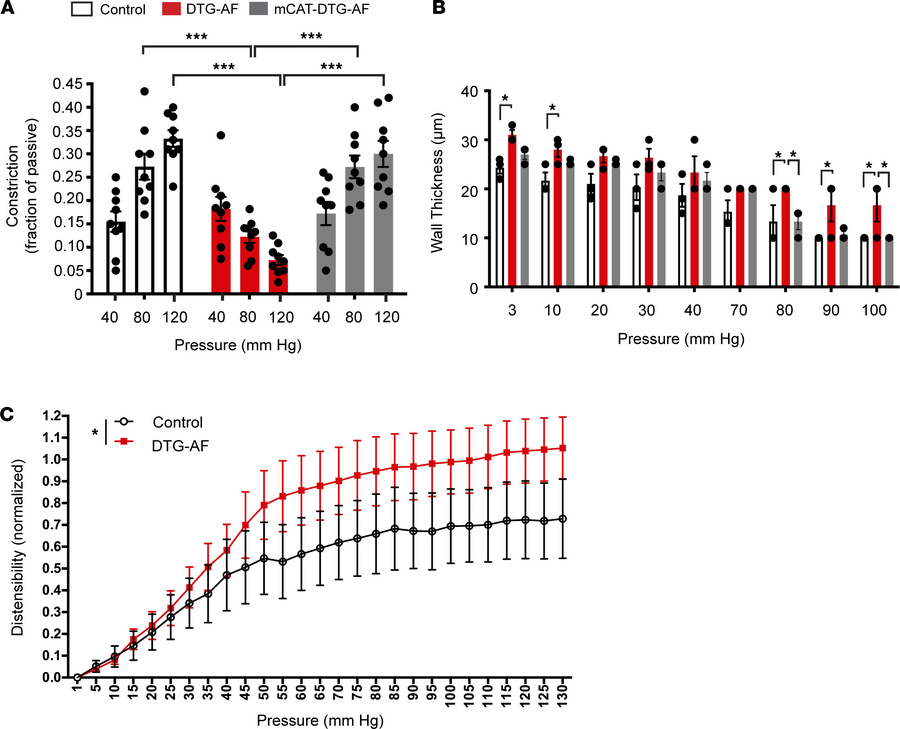 Loss of myogenic tone and increased arterial wall thickness in DTG-AF mi...