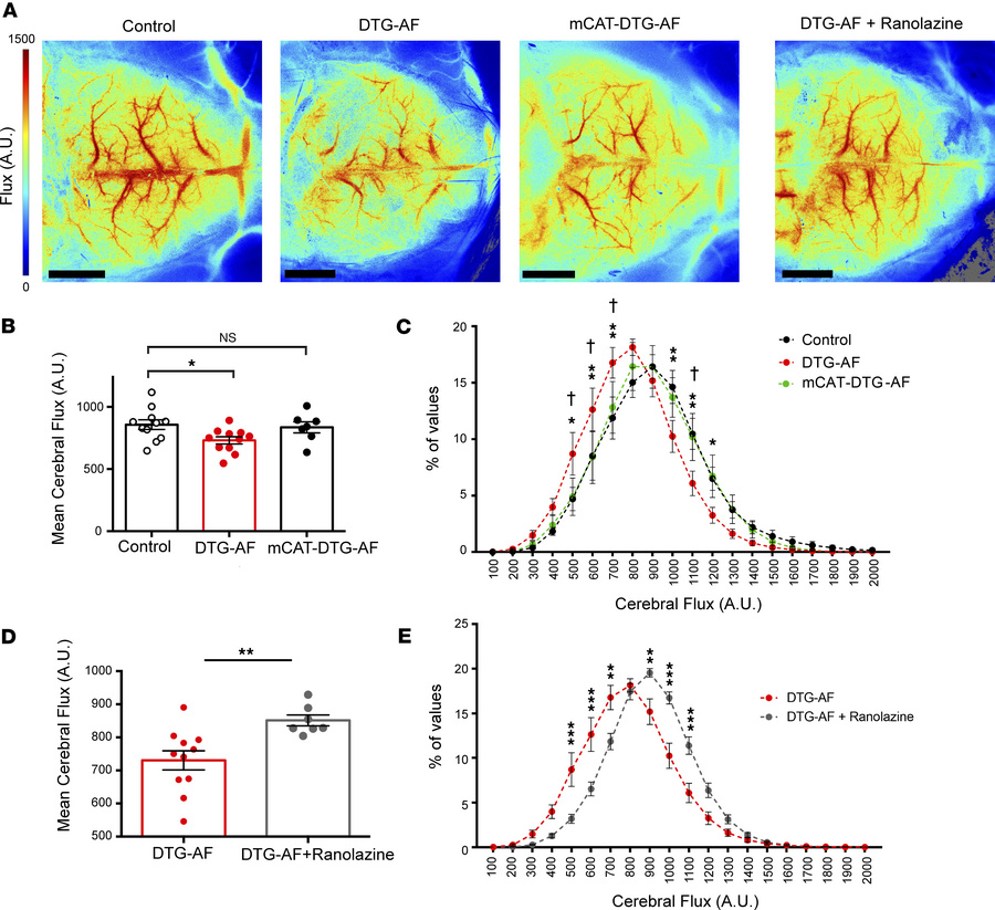 Reduced cerebral perfusion in DTG-AF mice is restored via mCAT expressio...