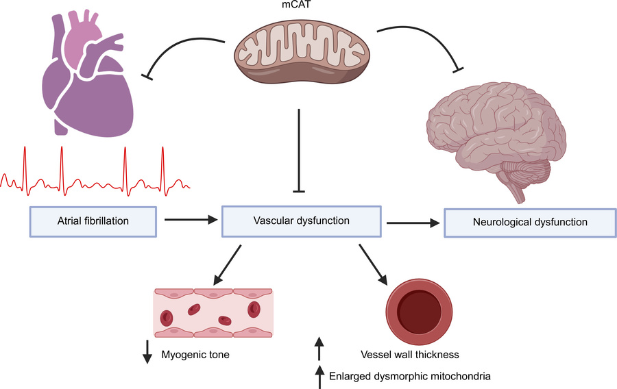 graphical abstract