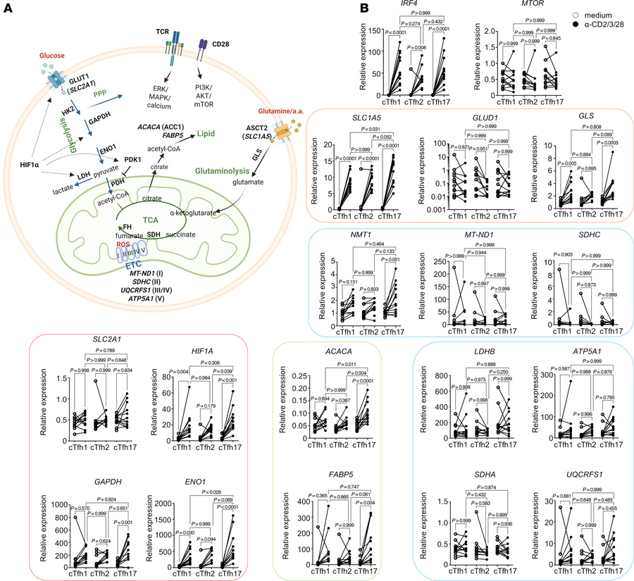 Increased expression of genes in the glycolysis pathway and fatty acid s...
