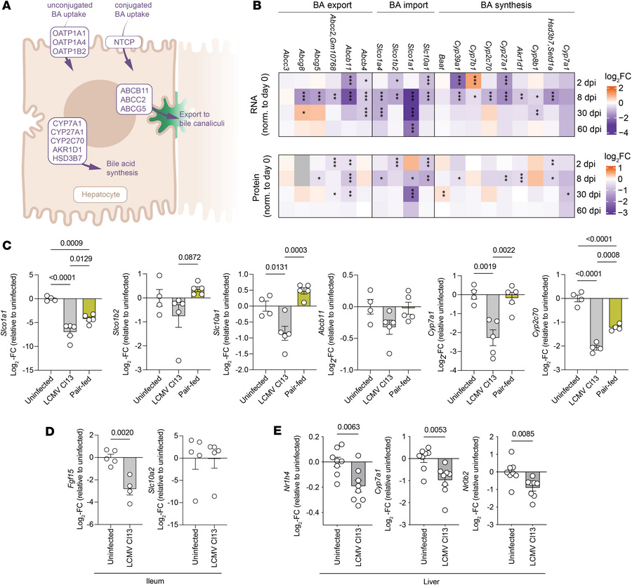 Chronic LCMV infection decreases the expression of genes involved in hep...