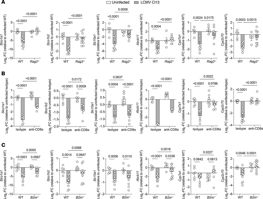 Downregulation of hepatic BA transporters is partially due to CD8+ T cel...