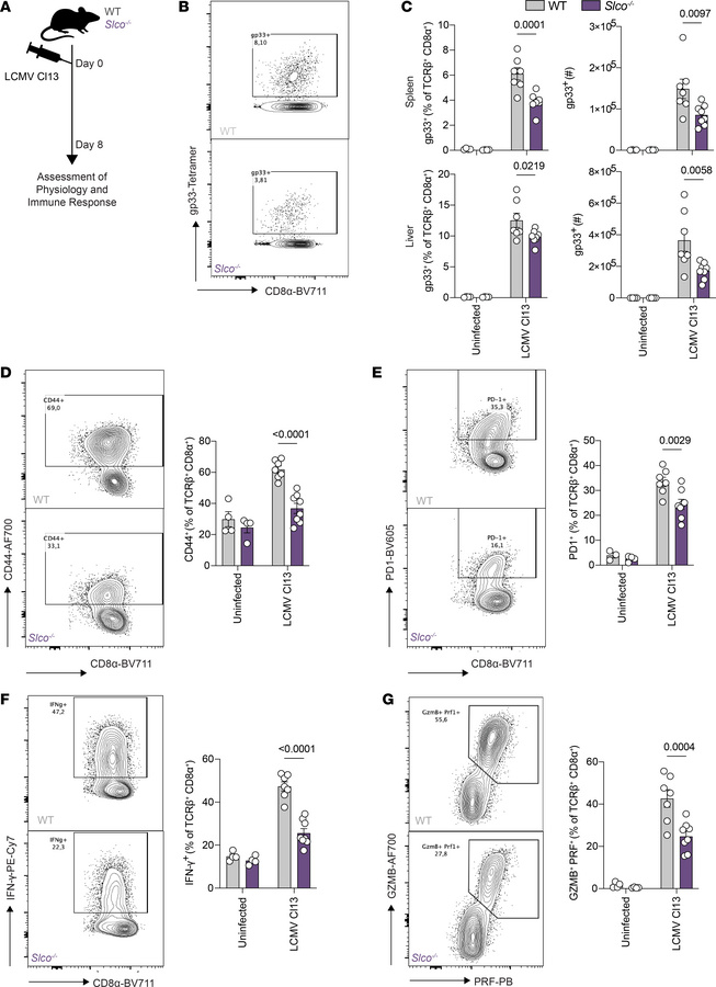 Impaired splenic CD8+ T cell response to LCMV Cl13 infection in mice wit...