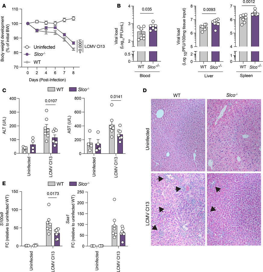 Loss of the BA transporters Slco1a and Slco1b reduces T cell–mediated li...