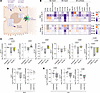 Chronic LCMV infection decreases the expression of genes involved in hepati