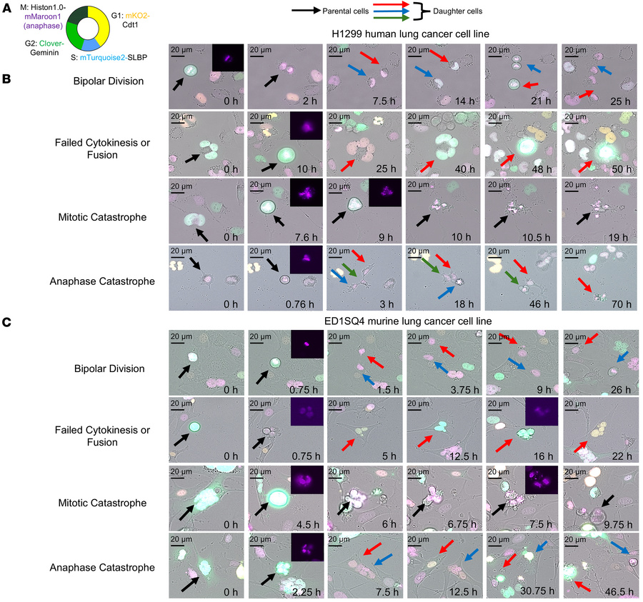 Fates of lung cancer cells after CDK2 antagonism with CYC065 treatment.
...