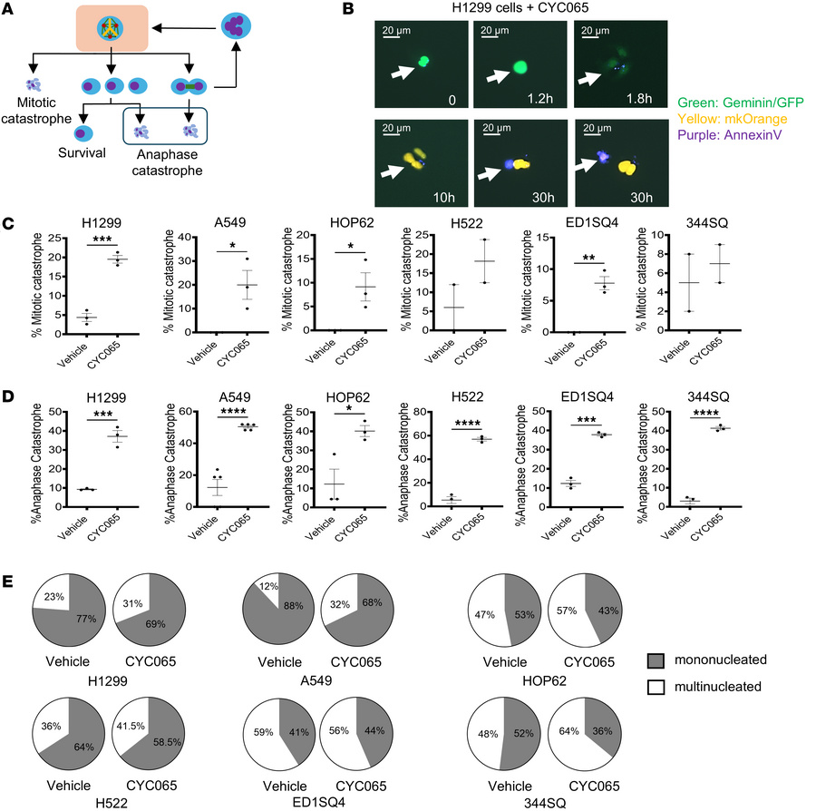 Analysis of cell fates following the independent onset of multipolar mit...